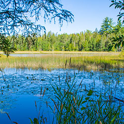 Pintail Pond Trail