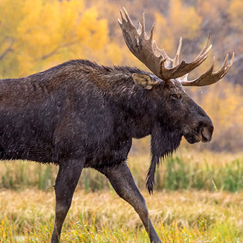 Moose