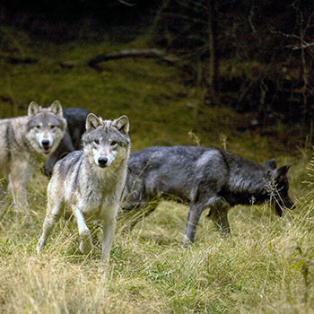 Wolves