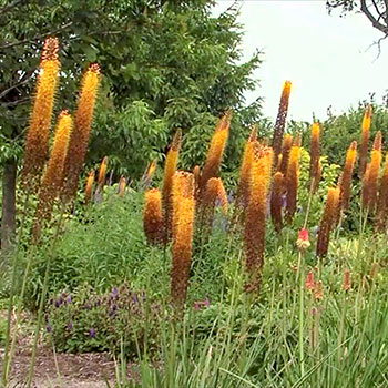 Folmer Gardens