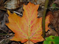 Negwegon State Park Photo Gallery II
