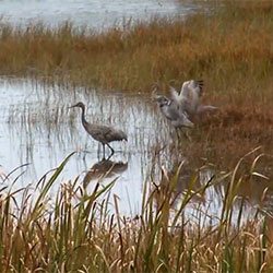Seney Wildlife Refuge