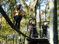 Treetop Walk Gallery 1